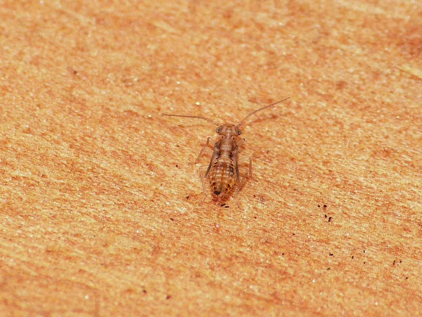 Ectopsocus cfr. briggsi (Ectopsocidae)